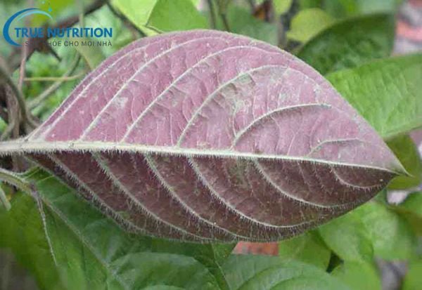 Lưỡi bị đen khi ăn lá mơ: Nguyên nhân, lợi ích và lưu ý