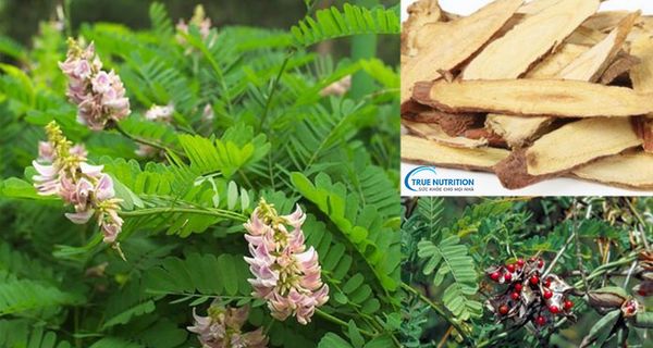 Cam thảo kỵ gì? Những thực phẩm và vị thuốc không nên kết hợp