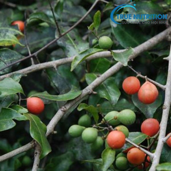 “Cây Salasia” Là Bước Đột Phá Trong Điều Trị Bệnh Tiểu Đường?