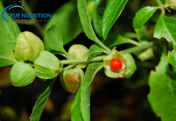 Ashwagandha là gì?