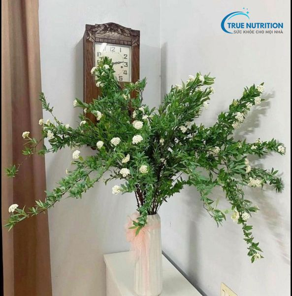 Mua Hoa Tiểu Tú Cầu Ở Đâu? Có Bền Không? Cách Dưỡng Tiểu Tú Cầu?