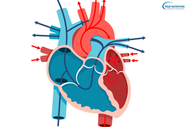 Triệu Chứng Bệnh Suy Tim: Dấu Hiệu Cảnh Báo Bạn Không Nên Bỏ Qua