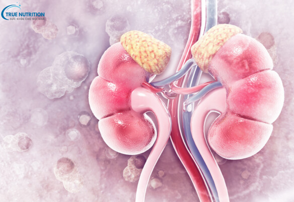 Nguyên Nhân Bệnh Thận Đa Nang: Những Yếu Tố Gây Hại Bạn Cần Biết