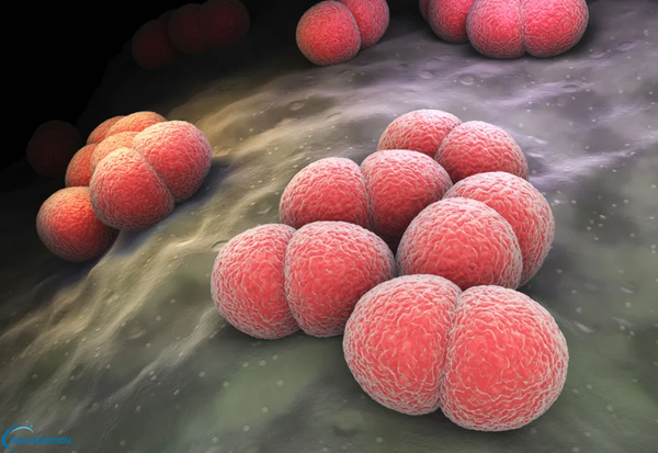 Phòng Bệnh Viêm Màng Não Mô Cầu: BÍ Quyết Bảo Vệ Sức Khỏe Gia Đình Bạn