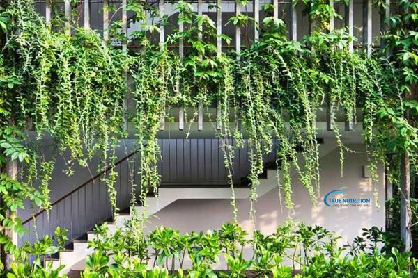 Cây Cúc Tần Ấn Độ: Dược Liệu Quý Cho Sức Khỏe Và Sắc Đẹp