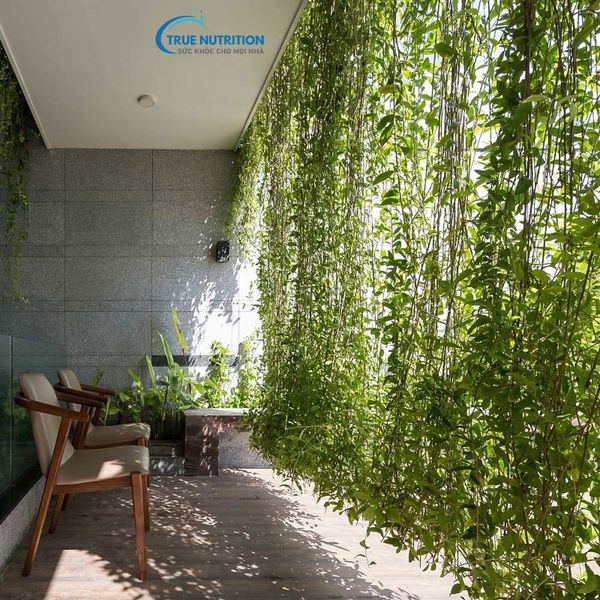 Cây Cúc Tần Ấn Độ: Dược Liệu Quý Cho Sức Khỏe Và Sắc Đẹp