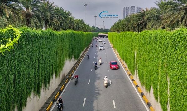 Cây Cúc Tần Ấn Độ: Dược Liệu Quý Cho Sức Khỏe Và Sắc Đẹp