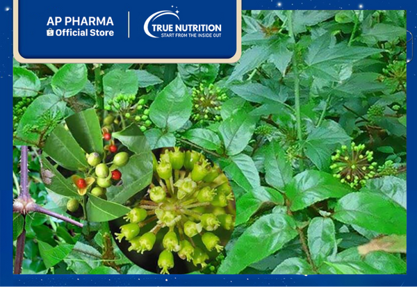 cây đơn châu chấu