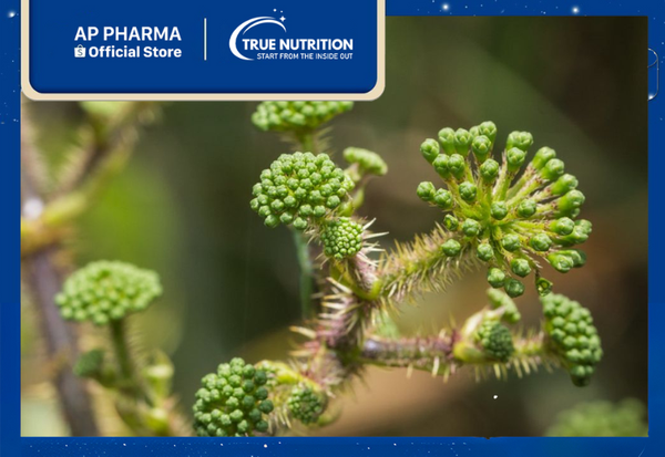 cây đơn châu chấu