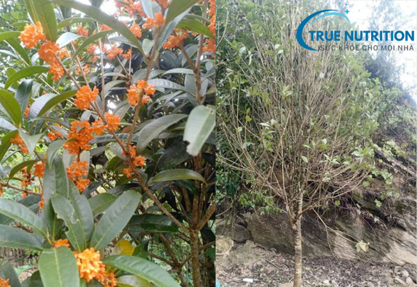 Cây Mộc Hương Có Mấy Loại?