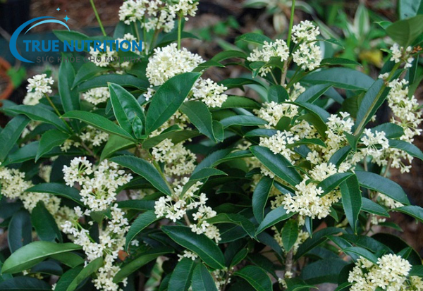 Cây Mộc Hương Có Mấy Loại?