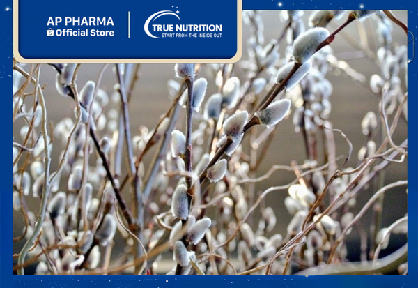 cây nụ tầm xuân