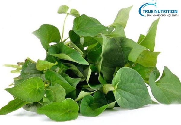 Bí Mật Khó Tin Của Rau Diếp Cá: Thần Dược Cho Sức Khỏe Bạn Đã Bỏ Qua