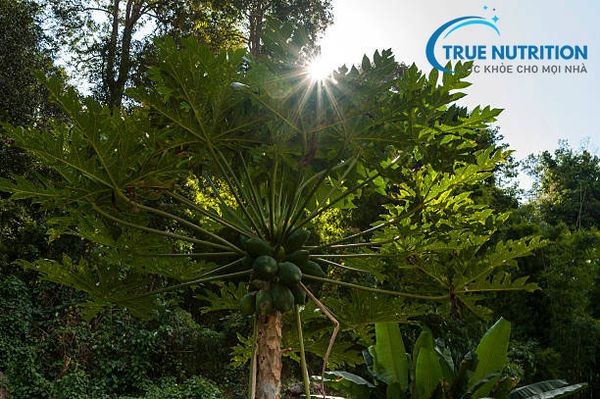 Sự Thật Đằng Sau Tác Dụng Điều Trị Ung Thư Của Lá Đu Đủ: Khoa Học Nói Gì?