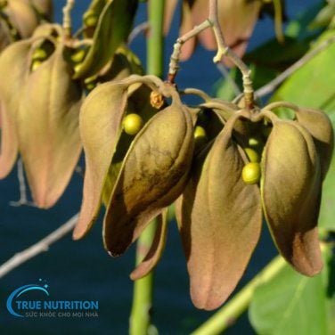 Hình Ảnh Cây Ngô Đồng Thân Gỗ: Ý Nghĩa Phong Thủy, Công Dụng Đặc Biệt