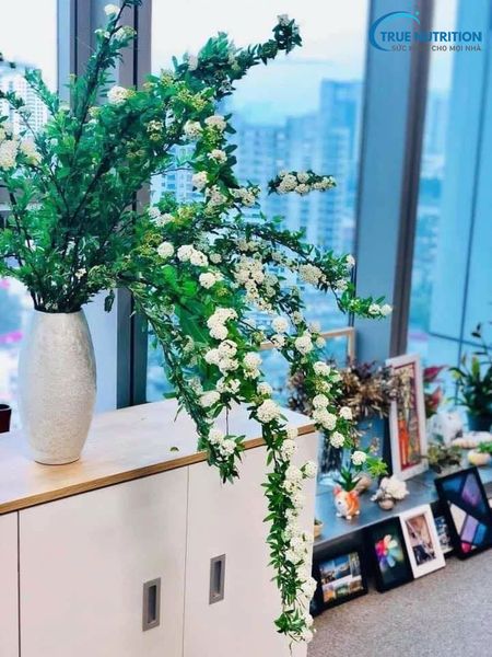 Mua Hoa Tiểu Tú Cầu Ở Đâu? Có Bền Không? Cách Dưỡng Tiểu Tú Cầu?