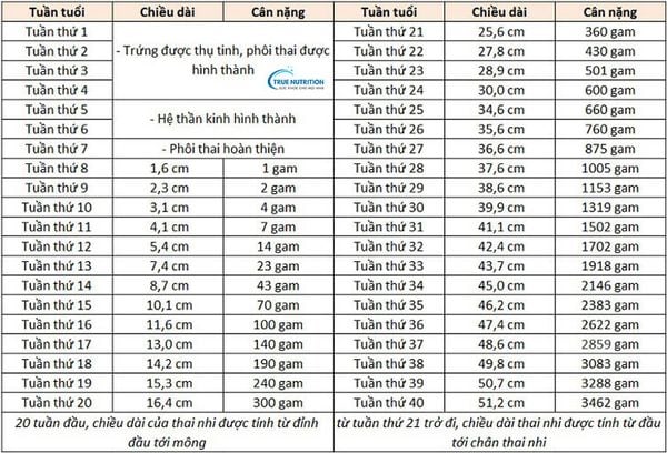 Cân Nặng Qua Từng Thời Kỳ Của Thai Nhi. Bảng Theo Dõi Cân Nặng Thai Nhi
