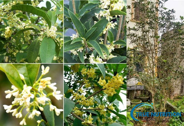 Cây Mộc Hương Có Mấy Loại?