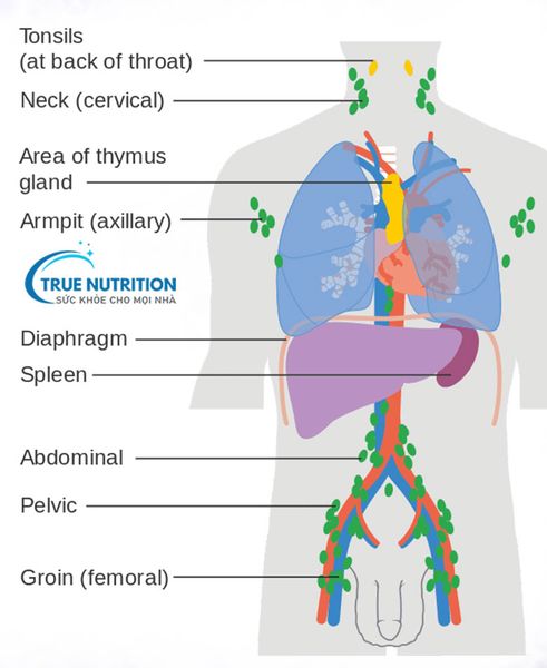 U Lympho Không Hodgkin Tế Bào B Lớn Tỏa Rộng Tìm Hiểu Về Căn Bệnh, Nguyên Nhân, Triệu Chứng Và Phương Pháp Điều Trị