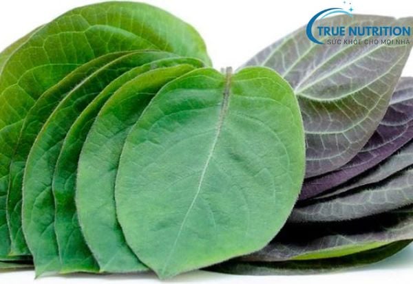 Lưỡi bị đen khi ăn lá mơ: Nguyên nhân, lợi ích và lưu ý