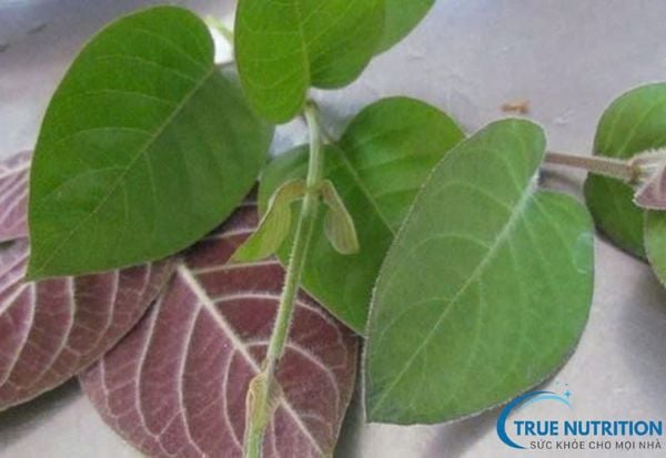 Lưỡi bị đen khi ăn lá mơ: Nguyên nhân, lợi ích và lưu ý