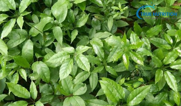 Cây Mật Gấu: Thần Dược Hay Nguy Cơ Tiềm Ẩn Cho Sức Khỏe?