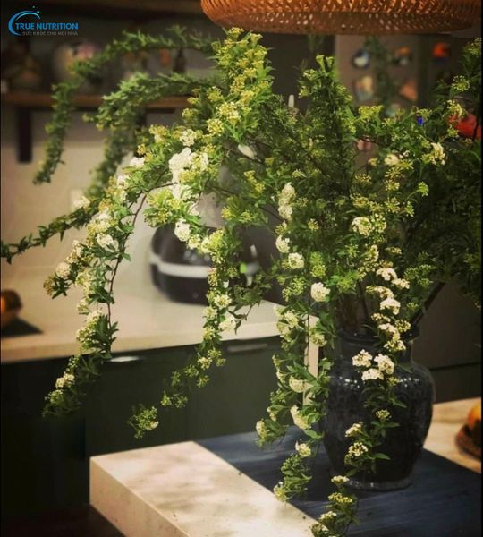 Mua Hoa Tiểu Tú Cầu Ở Đâu? Có Bền Không? Cách Dưỡng Tiểu Tú Cầu?