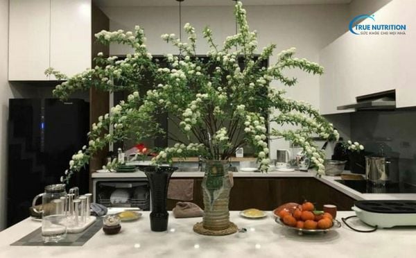 Mua Hoa Tiểu Tú Cầu Ở Đâu? Có Bền Không? Cách Dưỡng Tiểu Tú Cầu?