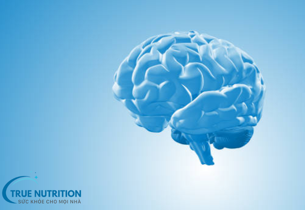 Não Bộ Có Bao Nhiêu Tế Bào? Cấu Trúc Thần Kinh Và Khả Năng Ghi Nhớ