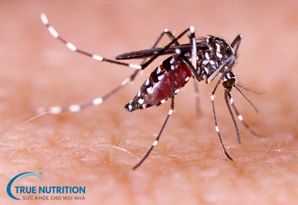Sốt xuất huyết: Những điều cần biết và cách phòng ngừa