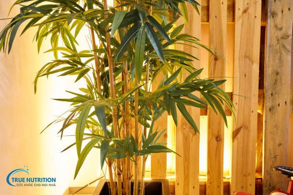 Cây Trúc: Phong Thủy, Ý Nghĩa Văn Hóa Sâu Sắc Và Cách Trồng Để Tạo May Mắn