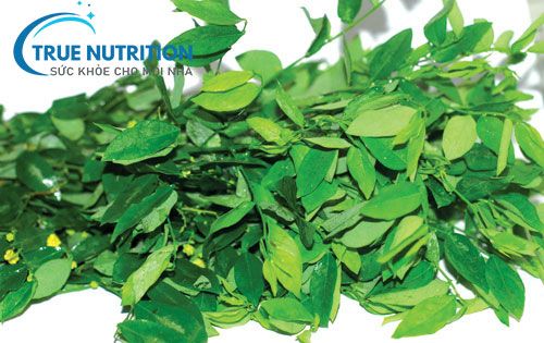 Hiệu quả bất ngờ từ “rau ngót” mà nhiều người chưa biết