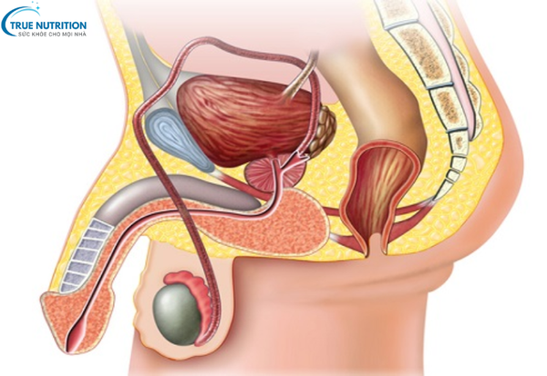 Rối Loạn Cương Dương: Cách Phòng Ngừa Giúp Nam Giới Khỏe Mạnh