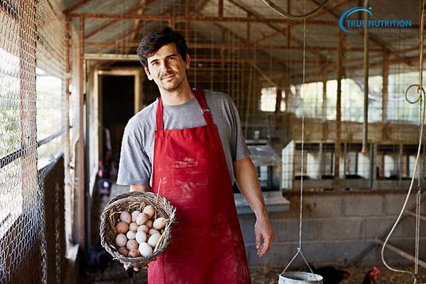 Cách Chữa Yếu Sinh Lý Bằng Trứng Gà - Phương Pháp Từ Tự Nhiên