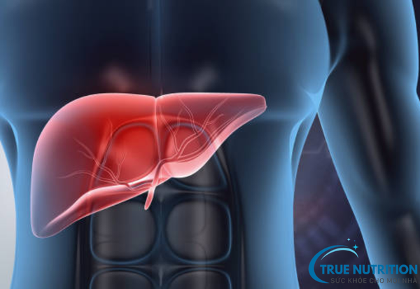 Tại Sao Bị Gan Nhiễm Mỡ? Hiểu Rõ Nguyên Nhân Để Bảo Vệ Gan Khỏe Mạnh