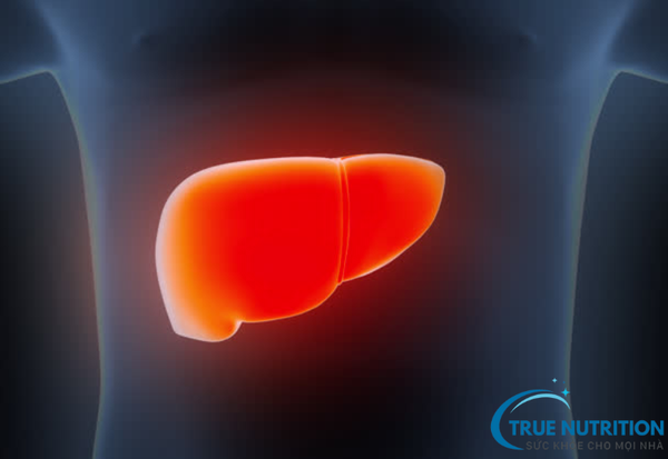 Tại Sao Bị Gan Nhiễm Mỡ? Hiểu Rõ Nguyên Nhân Để Bảo Vệ Gan Khỏe Mạnh