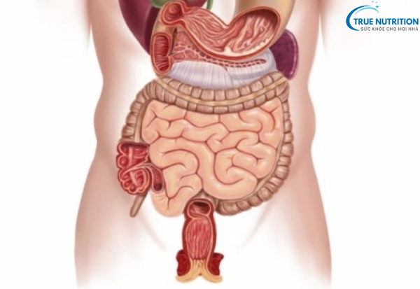 Ung Thư Đại Trực Tràng:&nbsp; Phát Hiện Sớm Và Điều Trị Kịp Thời