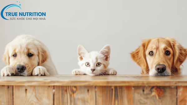 nguy cơ bệnh dại