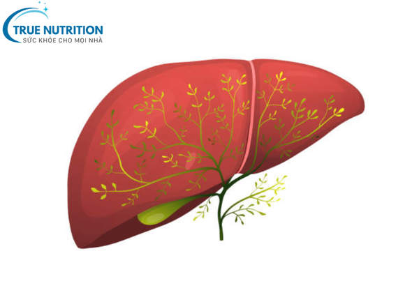 Uống Thuốc Bổ Gan Có Gây Tác Dụng Phụ Không? Những Điều Bạn Cần Biết