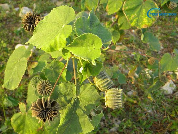 Cây Cối Xay Ngâm Rượu: Bí Quyết Dân Gian Hỗ Trợ Sức Khỏe