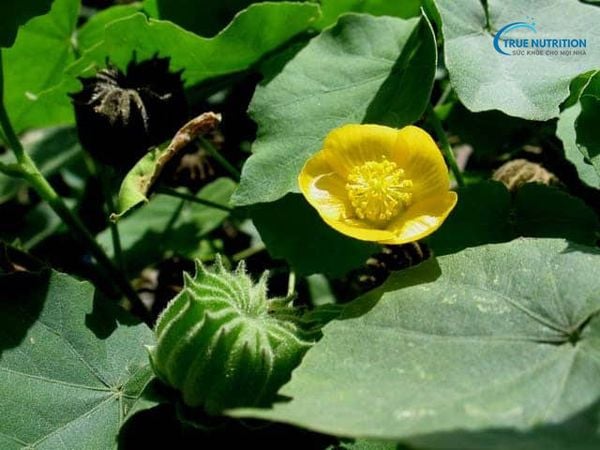 Cây Cối Xay Ngâm Rượu: Bí Quyết Dân Gian Hỗ Trợ Sức Khỏe