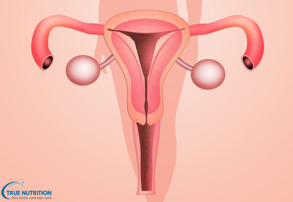 Bệnh Viêm Lộ Tuyến Cổ Tử Cung: Cảnh Báo Nguy Cơ Và Hướng Điều Trị Hiệu Quả