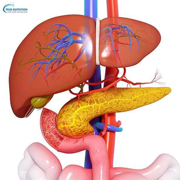 Xơ Gan Có Hồi Phục Được Không?