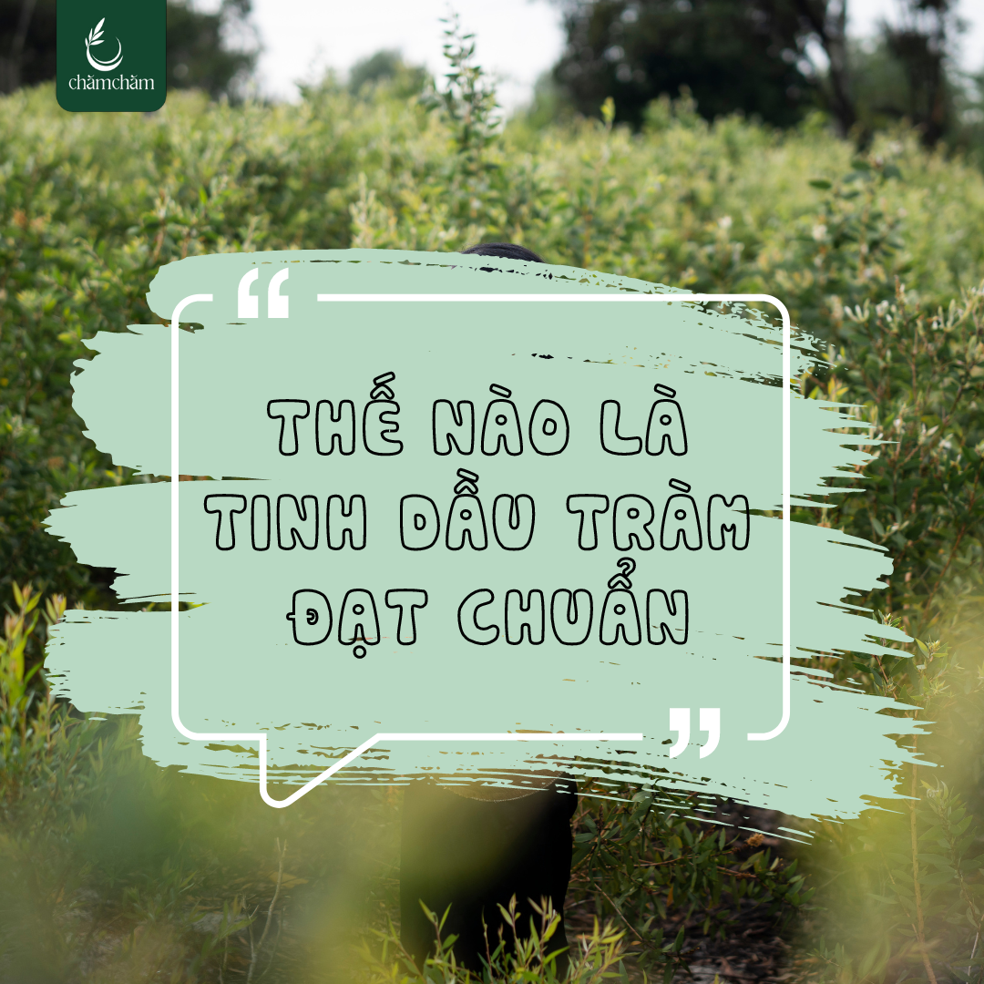 TINH DẦU TRÀM ĐẠT CHUẨN LÀ NHƯ THẾ NÀO?