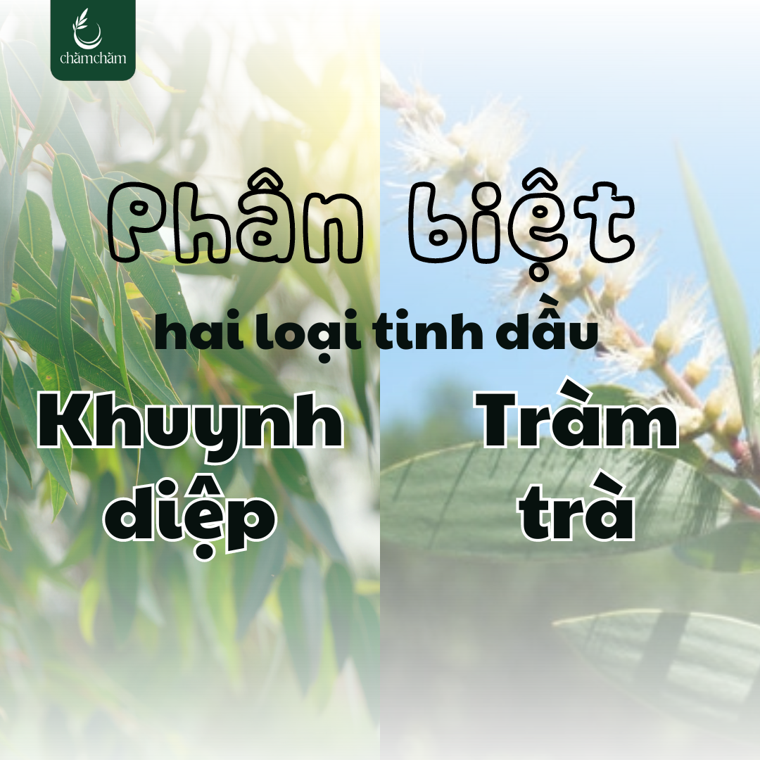 PHÂN BIỆT TINH DẦU TRÀM VÀ TINH DẦU KHUYNH DIỆP