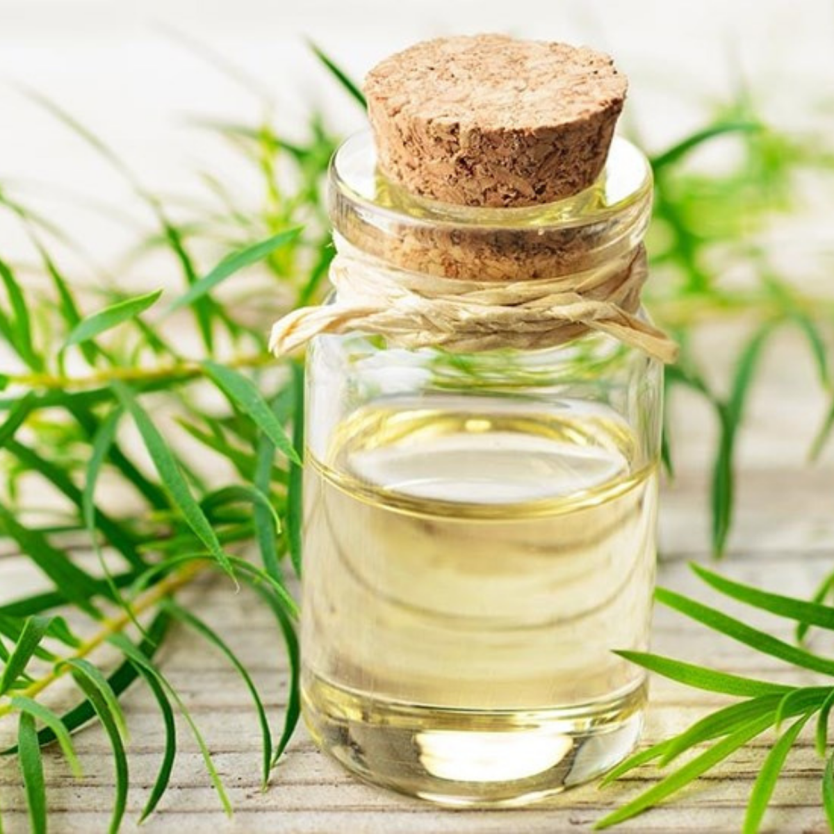 Những hiểu lầm về Tinh dầu tràm Huế