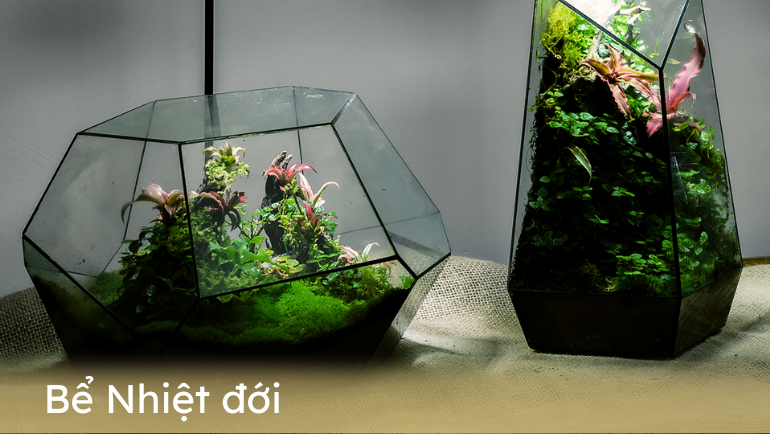 RỪNG NHIỆT ĐỚI – TERRARIUM TROPICAL