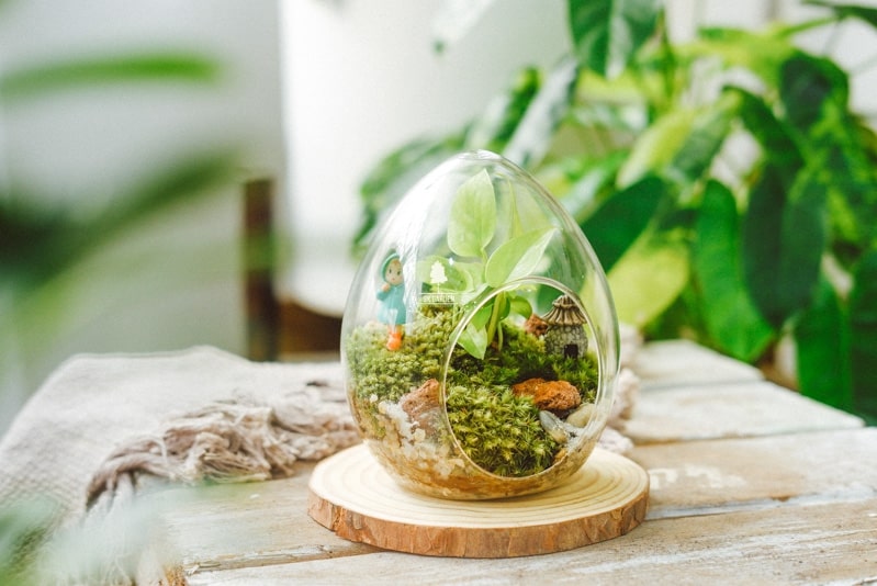 Terrarium bình kín và những điều bạn chưa biết