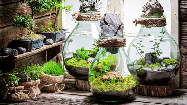 Terrariums là một cách tuyệt vời để mang một phần của thiên nhiên vào không gian sống