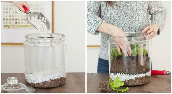 Chuẩn bị vật dụng làm terrarium